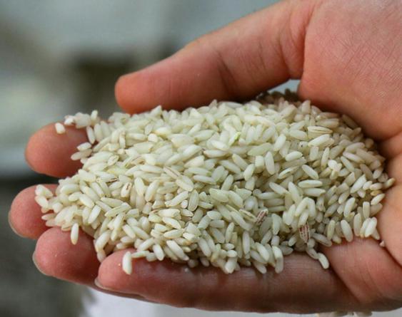 بازرگانی برنج عنبر بو اعلا در جنوب