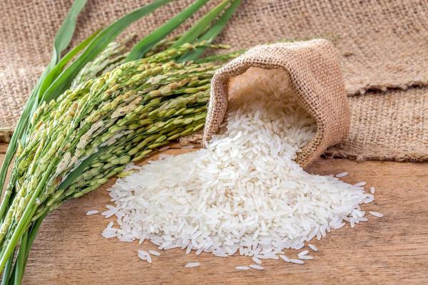 بررسی مدل های مختلف برنج عنبر بو