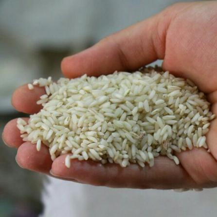 قیمت روز برنج عنبر بو عالی خوزستان