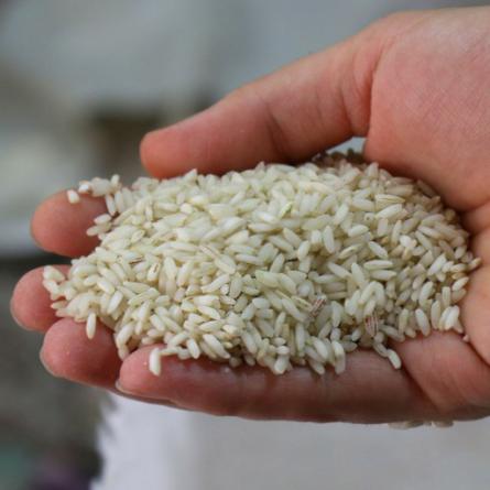 برنج عنبربو اهواز