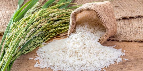 کیفیت ویژه برنج عنبربو ایرانی