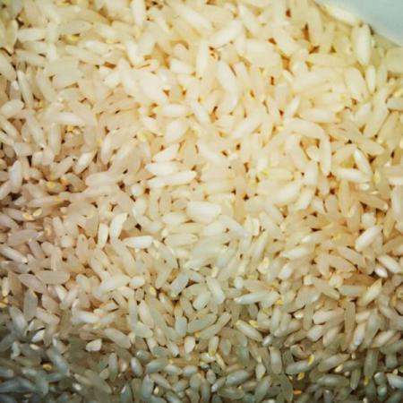 تولید ویژه برنج عنبربو معطر