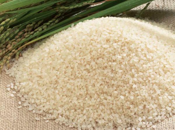 صادرات برنج عنبربو دانه بلند