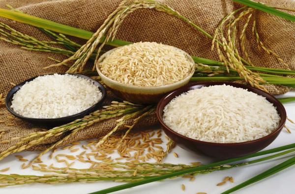 مراکز خرید برنج عنبربو عطری