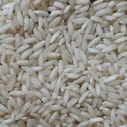 بررسی طبع برنج عنبر بو جنوب