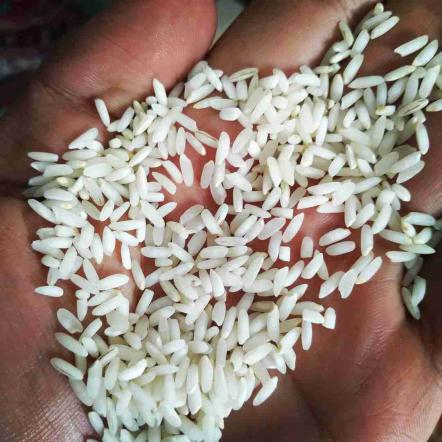 بررسی شکل ظاهری دانه های برنج عنبر بو جنوب