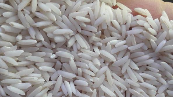 تولید کننده عمده برنج عنبر بو درجه یک جنوب