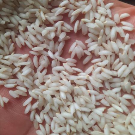 اطلاعاتی مفید در رابطه با صادرات برنج عنبربو ارگانیک