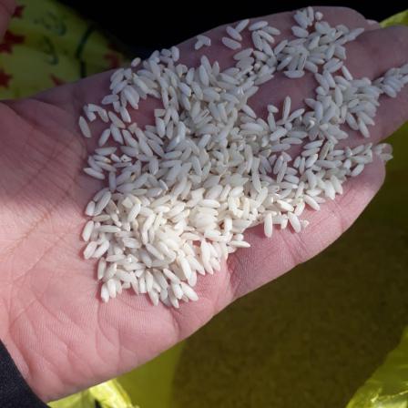 فروش مستقیم برنج عنبر بو معطر با تخفیف استثنایی