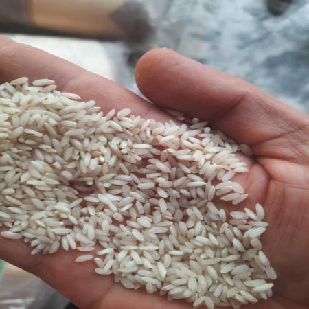 خرید مستقیم برنج عنبربو درجه یک با تخفیف ویژه