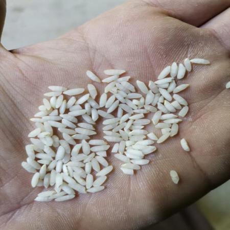شرکت صادرات برنج عنبر بو درجه یک در خوزستان