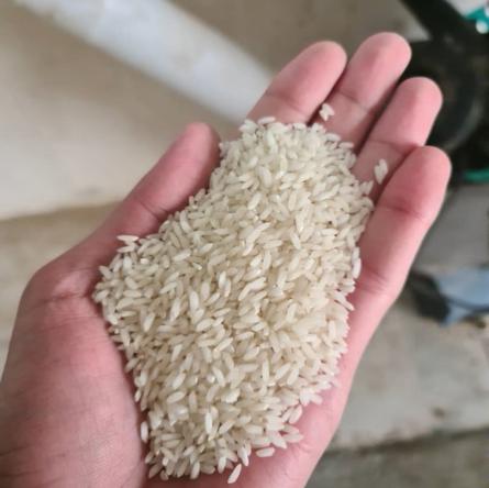 عرضه مستقیم برنج عنبربو اعلا زیر قیمت بازار