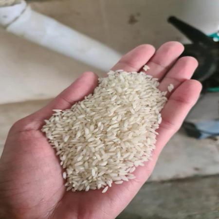 عرضه عمده برنج عنبربو جنوب در سراسر کشور