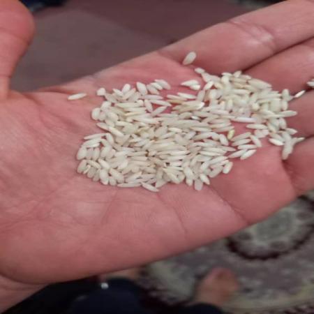 نحوه صادرات برنج عنبر بو به کشور های همسایه