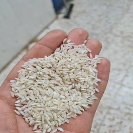 خرید عمده برنج عنبربو ارگانیک از خوزستان