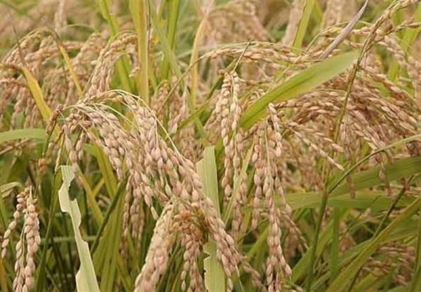 استعلام قیمت هر کیلو برنج ایرانی عنبربو