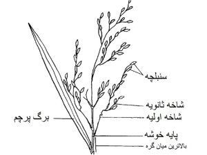 گیاه برنج