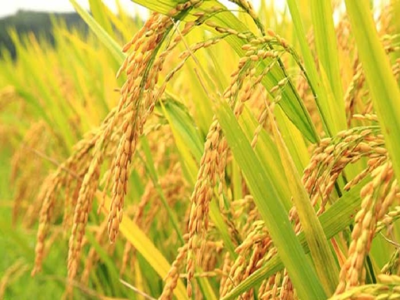 مراحل تولید برنج