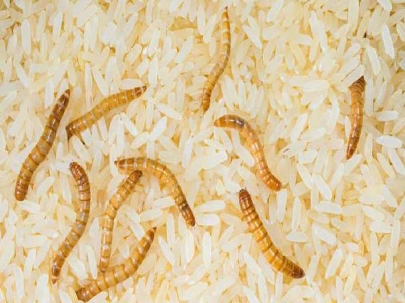 کرم برنج و راه حل های از بین بردن آن