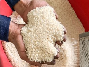اسامی برنج تراریخته ایرانی