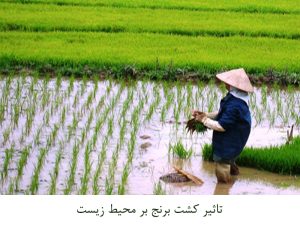 کشت برنج و تآثیر آن بر محیط زیست