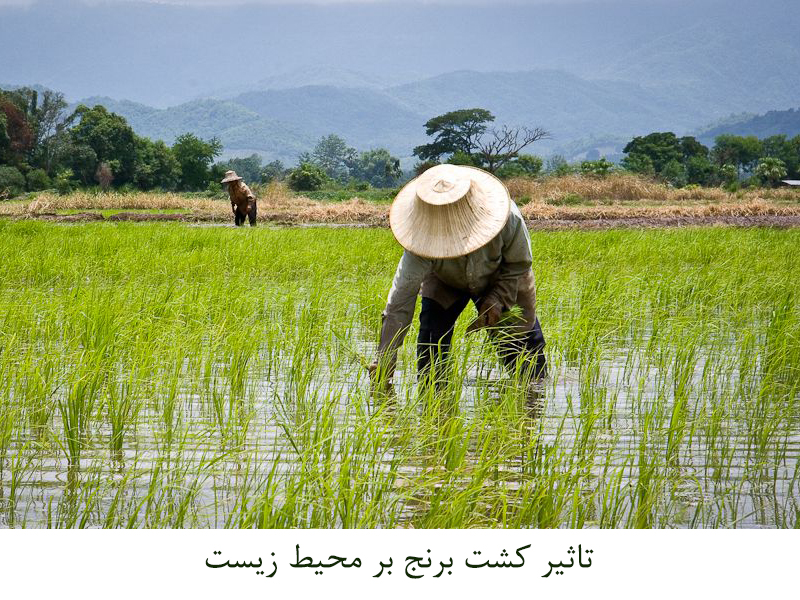 کشت برنج و تآثیر آن بر محیط زیست