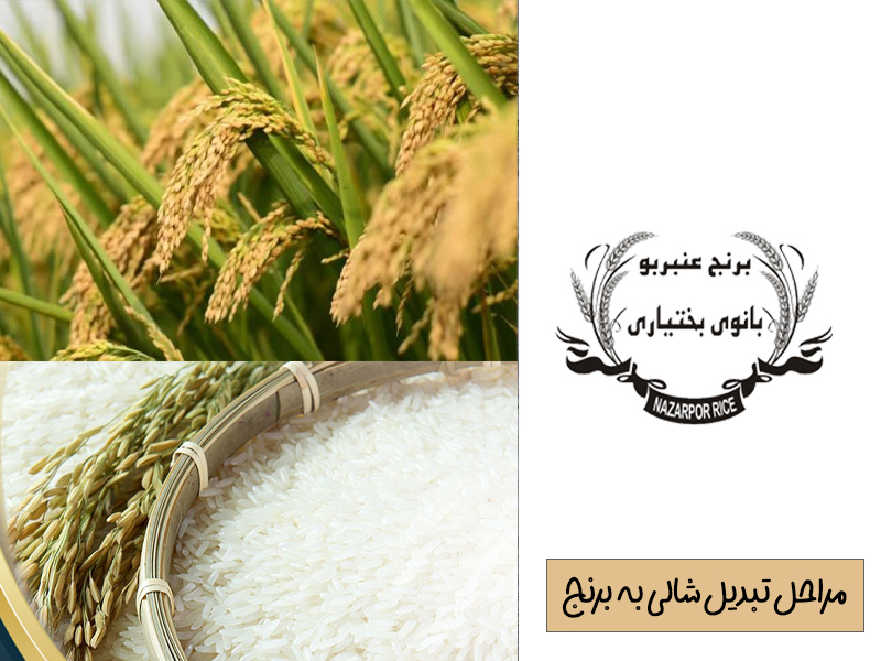 شالی برنج و خرید برنج بانوی بختیاری