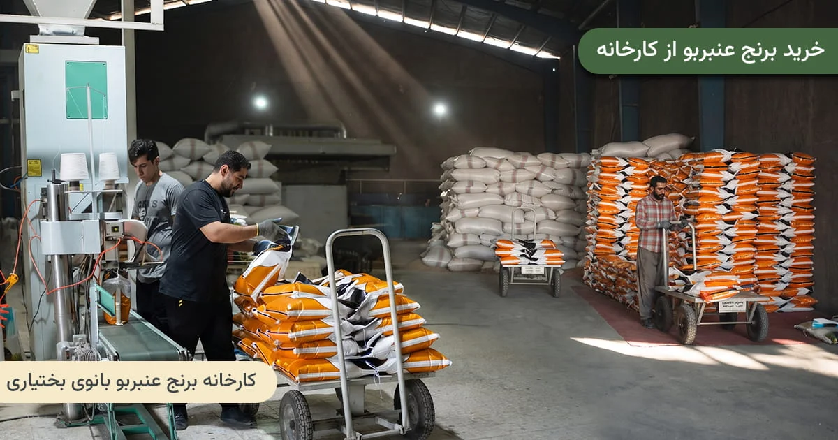 خرید مستقیم از کارخانه برنج عنبربو بانوی بختیاری