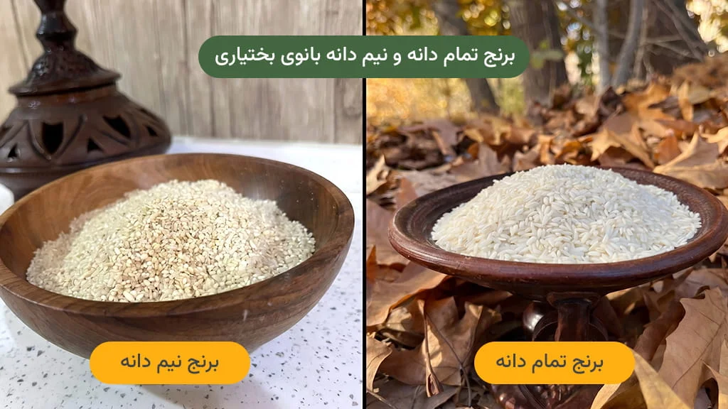 مقایسه برنج تمام دانه و نیم دانه عنبربو بانوی بختیاری