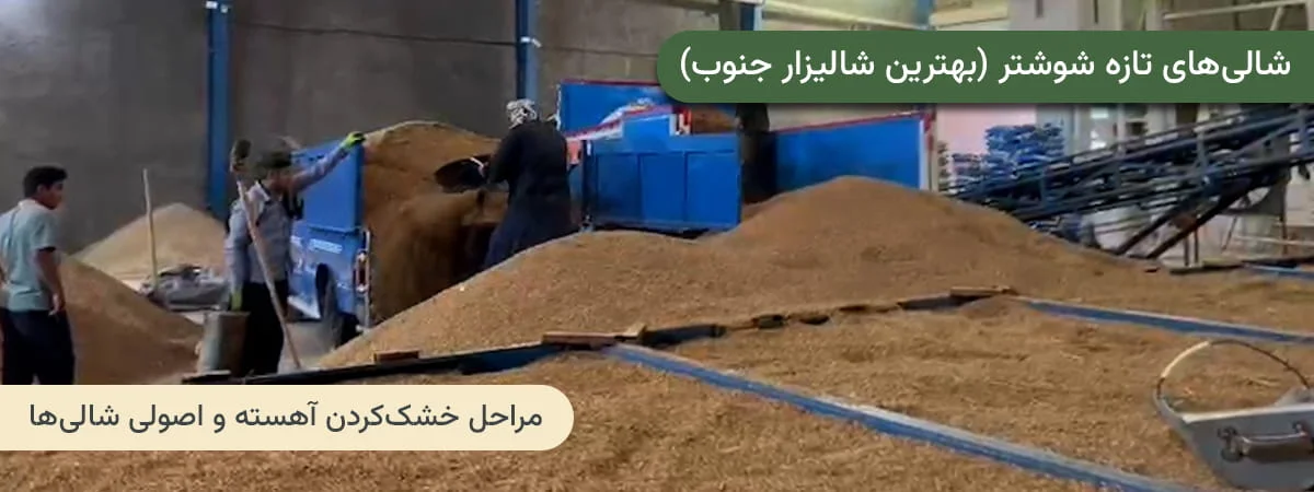 بهترین فصل خرید شالی برنج عنبربو