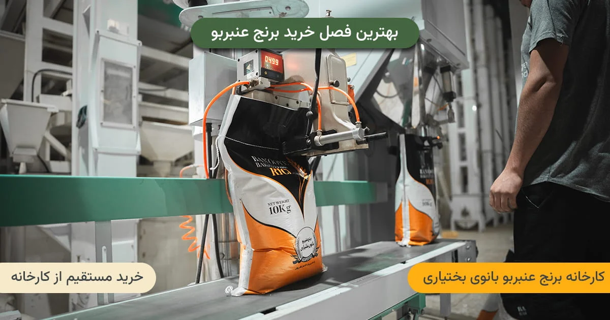 بهترین فصل خرید برنج عنبربو