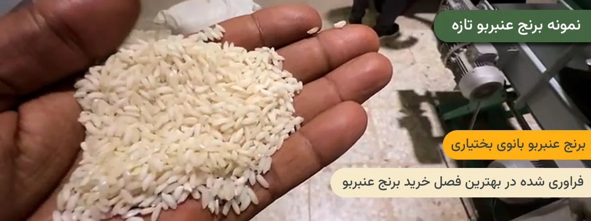 بهترین فصل خرید برنج عنبربو - نمونهای از برنج تازه