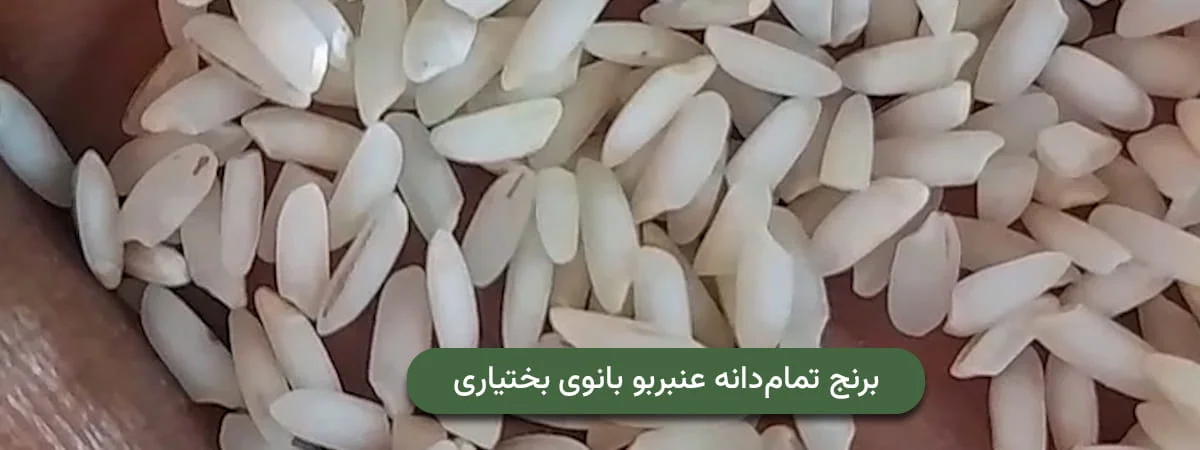 کیفیت برنج عنبربو بانوی بختیاری