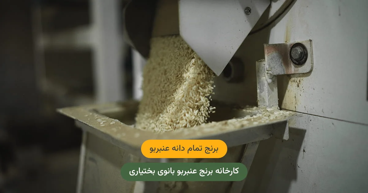 برنج تمام دانه عنبربو — دانه‌های کامل، عطر طبیعی، ظاهر مجلسی